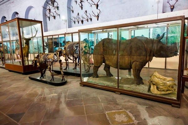 Stuffed-Mammals-in-the-Zoological-Exhibit-Indian-Museum