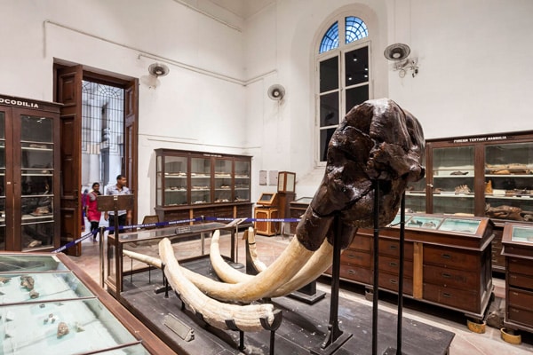Zoological-Gallery-Mammal-Gallery-Indian-Museum-Kolkata