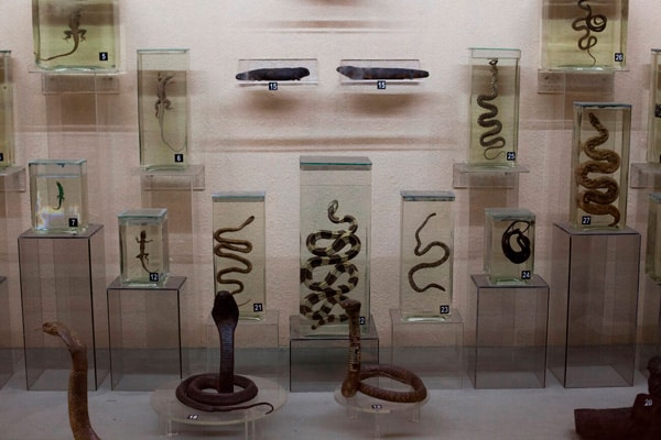 Zoological-Gallery-Reptile-and-Amphibian-at-Indian-Museum-Kolkata